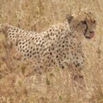 4-Day Safari from Arusha: Tarangire, Serengeti and Ngorongoro - Discovering the Highlights: What Makes This Safari Stand Out
