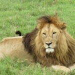 4-Day Safari from Arusha: Tarangire, Serengeti and Ngorongoro - Who Is This Safari Best Suited For?
