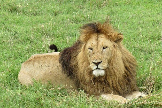 4-Day Safari from Arusha: Tarangire, Serengeti and Ngorongoro - Who Is This Safari Best Suited For?