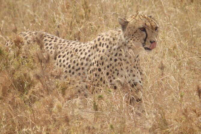4-Day Safari from Arusha: Tarangire, Serengeti and Ngorongoro - Discovering the Highlights: What Makes This Safari Stand Out