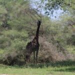 4-Day Safari in Tarangire, Serengeti & Ngorongoro (Mid-range) - Final Thoughts: Who Is This Safari Best For?