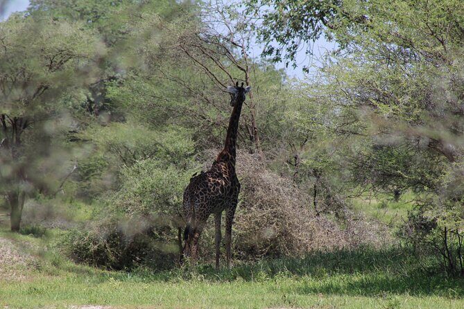 4-Day Safari in Tarangire, Serengeti & Ngorongoro (Mid-range) - Final Thoughts: Who Is This Safari Best For?