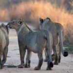 4-Day Safari: Lake Manyara, Serengeti & Ngorongoro - Ngorongoro Crater: The Big Wildlife Show