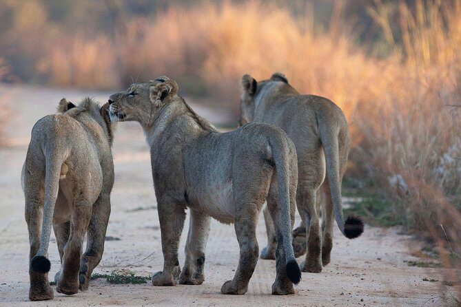 4-Day Safari: Lake Manyara, Serengeti & Ngorongoro - Ngorongoro Crater: The Big Wildlife Show