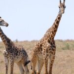 4 Day Safari Maasai Mara, Lake Nakuru and Lake Naivasha - What Makes This Tour Stand Out