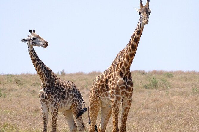 4 Day Safari Maasai Mara, Lake Nakuru and Lake Naivasha - What Makes This Tour Stand Out