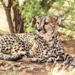 4-Day Safari to Tarangire ,Serengeti and Ngorongoro crater from Arusha - What Makes This Safari Stand Out?