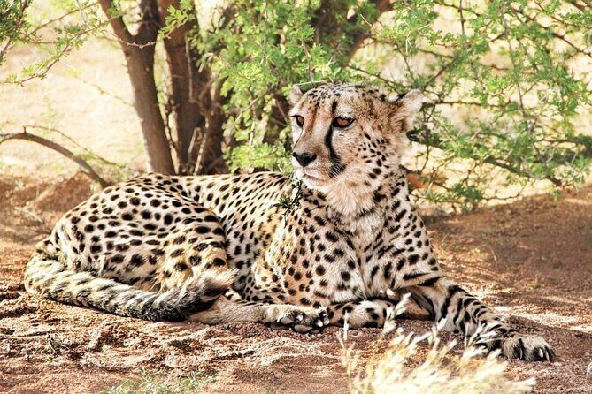 4-Day Safari to Tarangire ,Serengeti and Ngorongoro crater from Arusha - What Makes This Safari Stand Out?
