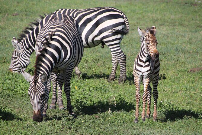 4-Day Safari to Tarangire, Serengeti and Ngorongoro from Arusha - Join a group - Transportation & Group Dynamics