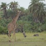 4-Day Safari to Tsavo and Amboseli from Diani Beach - What This Tour Includes and Practicalities