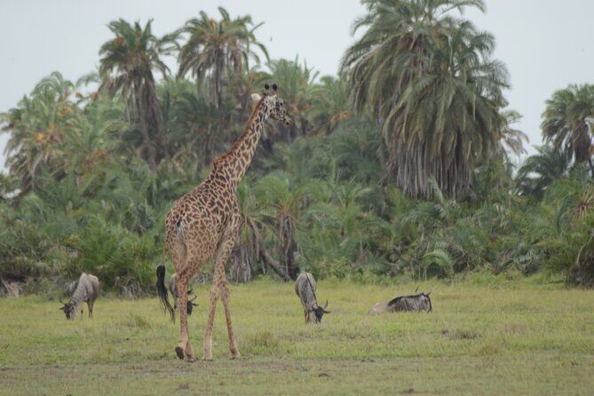 4-Day Safari to Tsavo and Amboseli from Diani Beach - What This Tour Includes and Practicalities