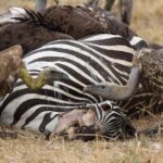 4 Day Serengeti and Ngorongoro crater - What’s Included and What’s Not?