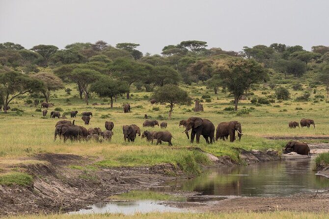 4-Day Serengeti, Ngorongoro, & Lake Manyara Budget Tour - Transportation, Accommodation, and Guides: What to Expect
