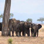 4 Day Serengeti & Ngorongoro Safari Wildlife Wonders of Tanzania - Transportation and Group Size