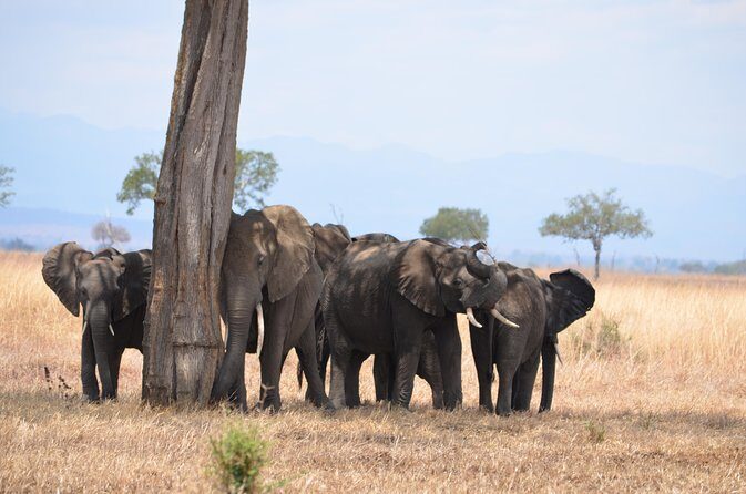 4 Day Serengeti & Ngorongoro Safari Wildlife Wonders of Tanzania - Transportation and Group Size