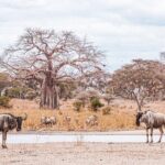 4-Day Shared Safari Tour with Complete Meals - Final Thoughts