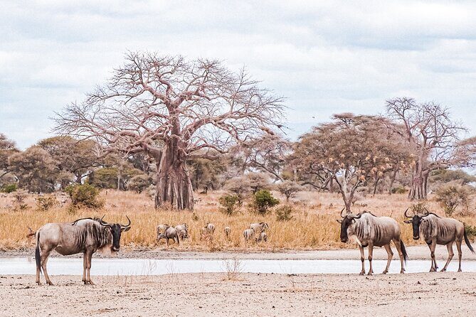 4-Day Shared Safari Tour with Complete Meals - Final Thoughts