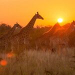 4-day Soweto & Pretoria, Lion Park, Magalies/Pilanesberg Safari - FAQ