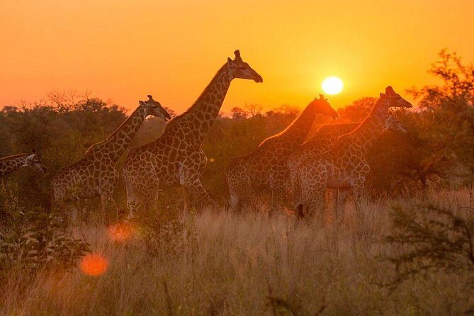 4-day Soweto & Pretoria, Lion Park, Magalies/Pilanesberg Safari - FAQ