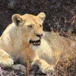 4 Day Tanzania Afordable Safari ft Two Night Serengeti - Practical Tips for Travelers