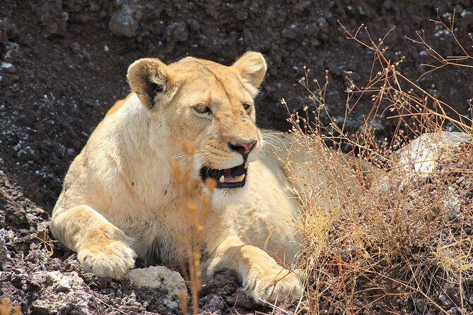 4 Day Tanzania Afordable Safari ft Two Night Serengeti - Practical Tips for Travelers