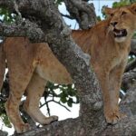 4-Day Tanzania Camping Safari to Lake Manyara, Serengeti, and Ngorongoro Crater - Authentic Camping Under the Stars