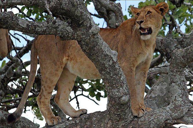 4-Day Tanzania Camping Safari to Lake Manyara, Serengeti, and Ngorongoro Crater - Authentic Camping Under the Stars