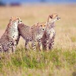 4 Day Tanzania Luxury Safari - Analyzing the Value: Is It Worth It?