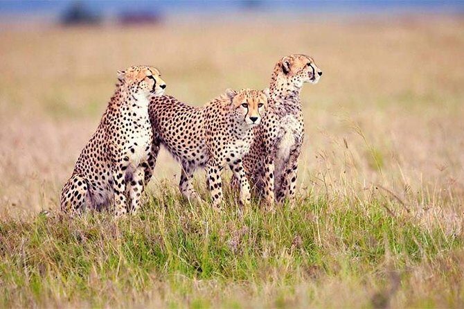 4 Day Tanzania Luxury Safari - Analyzing the Value: Is It Worth It?
