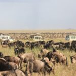 4 Day Tanzania Safari Tarangire Serengeti and Ngorongoro Bliss - The Sum Up