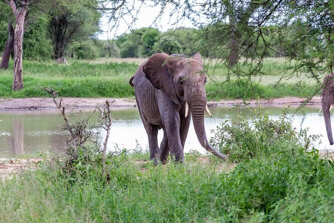 4-day Tanzania Safari - Why Travelers Love This Tour