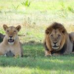 4-Day Tour in Lake Nakuru, Lake Naivash, Masai Mara from Nairobi - Transportation and Guides