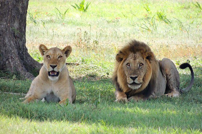 4-Day Tour in Lake Nakuru, Lake Naivash, Masai Mara from Nairobi - Transportation and Guides