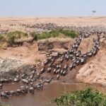 4-Day Tour to Tarangire, Serengeti and Ngorongoro - An In-Depth Look at the 4-Day Safari Experience