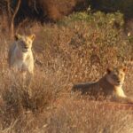 4-Day Tsavo East West and Amboseli National Park from Mombasa - What Does This Tour Mean for You?