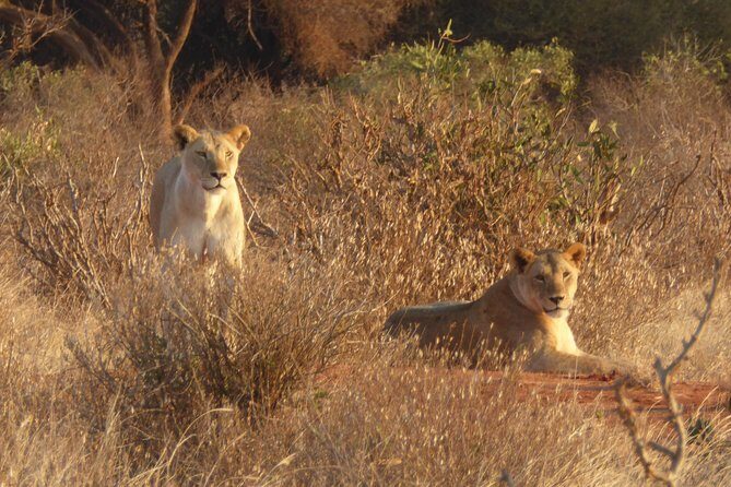 4-Day Tsavo East West and Amboseli National Park from Mombasa - What Does This Tour Mean for You?