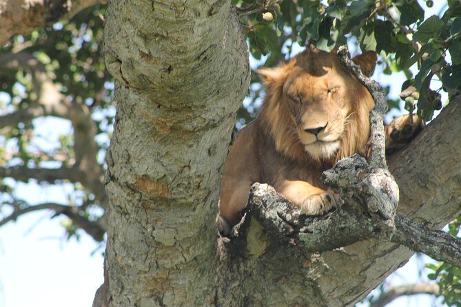 4-Day Uganda Gorilla Trekking and Wildlife Safari - Final Thoughts: Is This Tour for You?