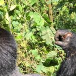 4 Day Uganda Gorilla Trekking Safari with Lake Bunyonyi - The Role of Guides and Reviews