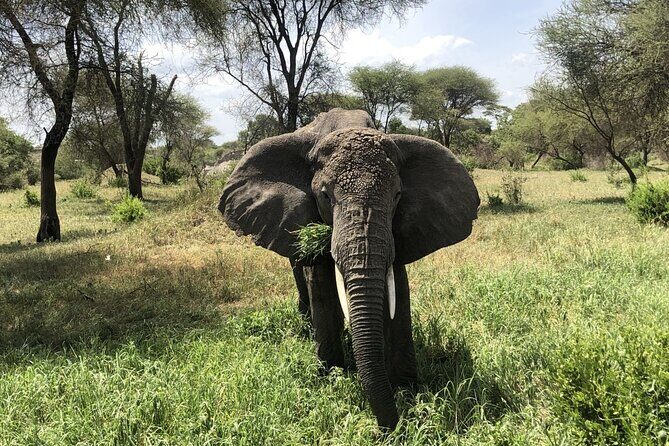 4 Days 3 Nights Budget Camping Safari (Tara, Serengeti, Ngoro) - Who Should Consider This Tour?