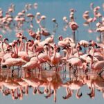 4 Days / 3 Nights Lake Manyara, Ngorongoro and Serengeti - The Journey Begins: From Arusha to Lake Manyara