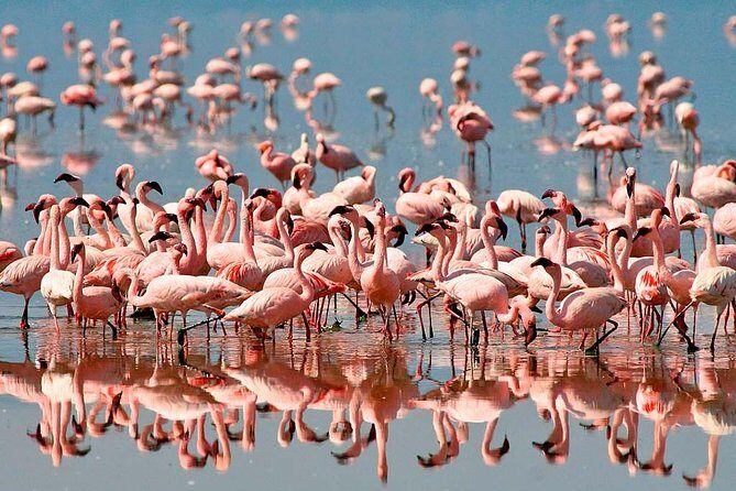 4 Days / 3 Nights Lake Manyara, Ngorongoro and Serengeti - The Journey Begins: From Arusha to Lake Manyara