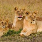 4 Days 3 Nights Masai Mara and Lake Nakuru Group Joining Safari - What’s Included and What’s Not?