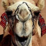 4 Days 3 Nights Package Oman Private Tour - What We Love About This Tour