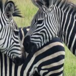 4 Days 3 Nights Safari to Mikumi National Park - Wildlife and Landscape: What Youll See