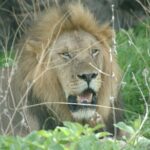 4 days / 3 Nights safari to Ruaha National park - Practical Details and Tips