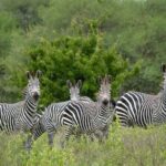 4 Days 3 Nights Selous (Nyerere national park) & Mikumi Adventure - Exploring the Itinerary in Detail