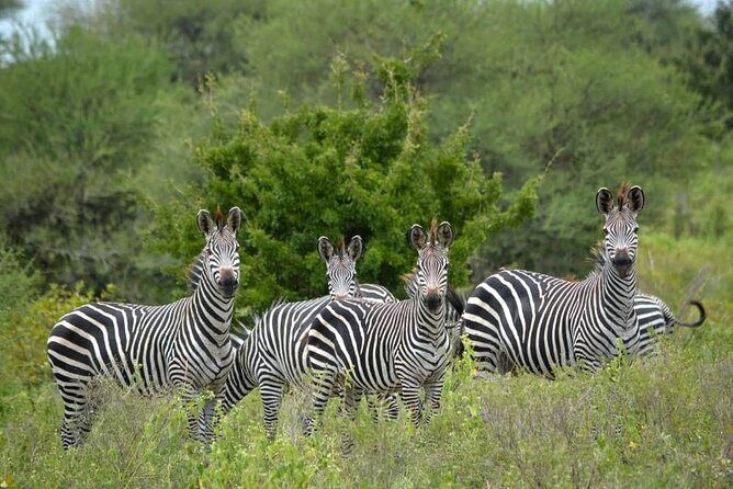 4 Days 3 Nights Selous (Nyerere national park) & Mikumi Adventure - Exploring the Itinerary in Detail