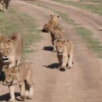 4 Days 3 Nights Tanzanian Budget Safari Tour - Why This Tour Offers Great Value