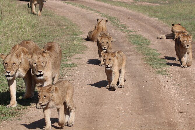 4 Days 3 Nights Tanzanian Budget Safari Tour - Why This Tour Offers Great Value