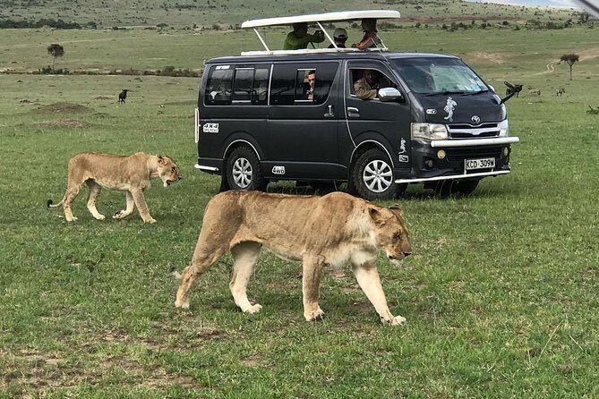 4 Days Amazing Maasai Mara and Lake Nakuru Budget Safari - Day 3: From Maasai Mara to Lake Nakuru